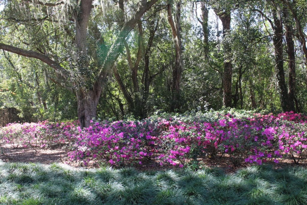 Avila Property Owners' Association Avila in Bloom!